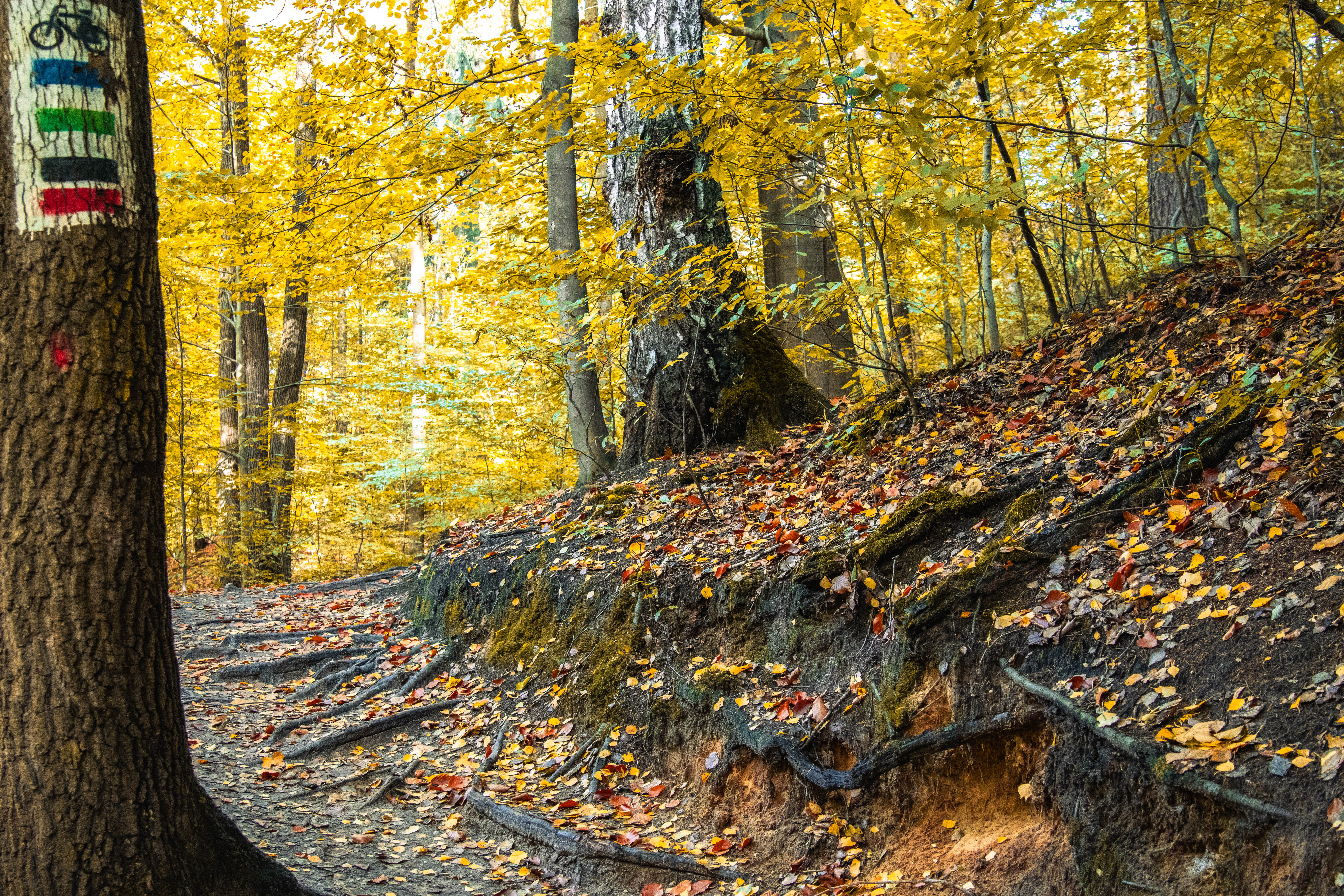 Ścieżki na&nbsp;terenie Ośrodka Rekreacyjnego Balaton
