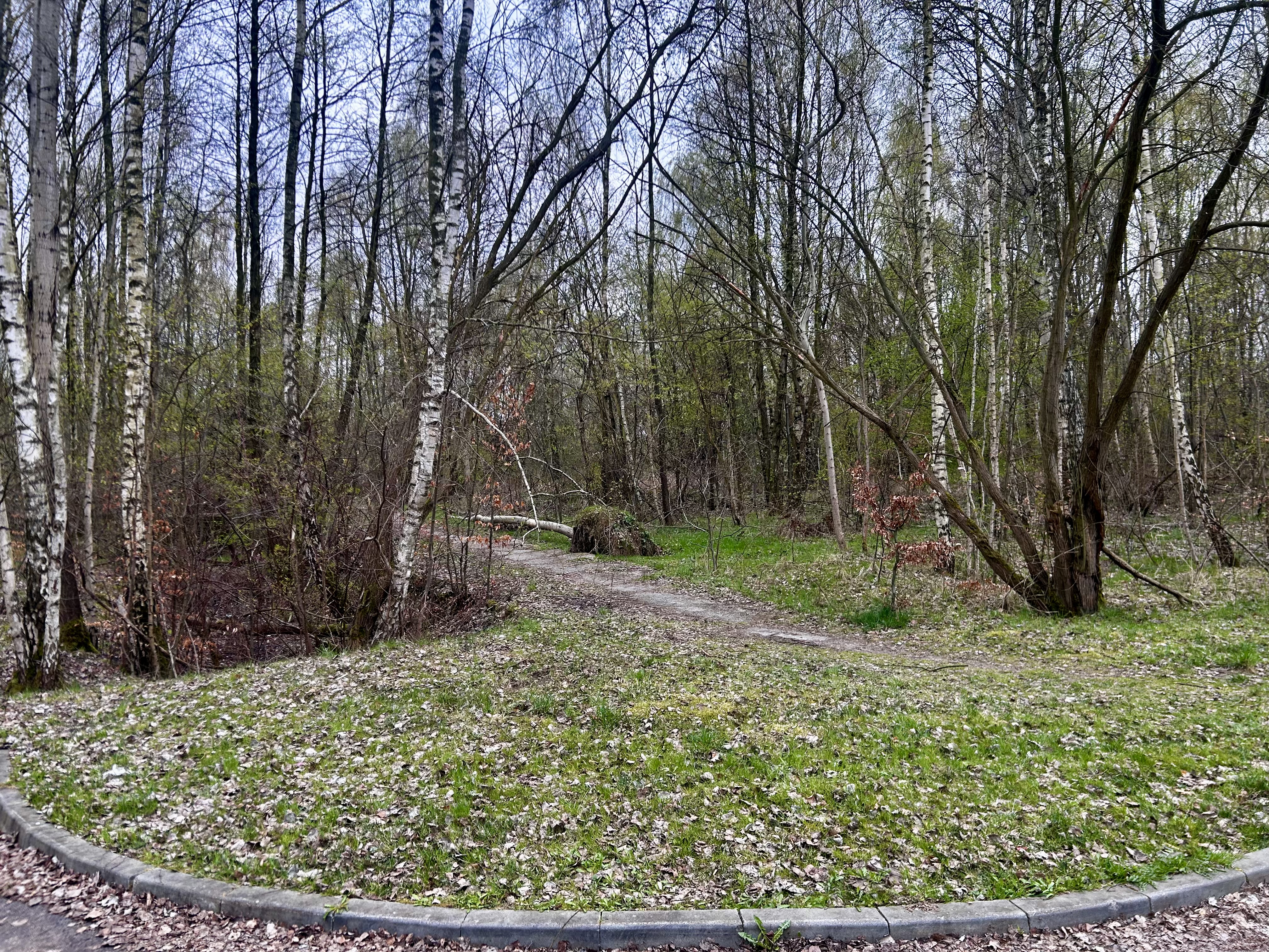 Działka, drzewa