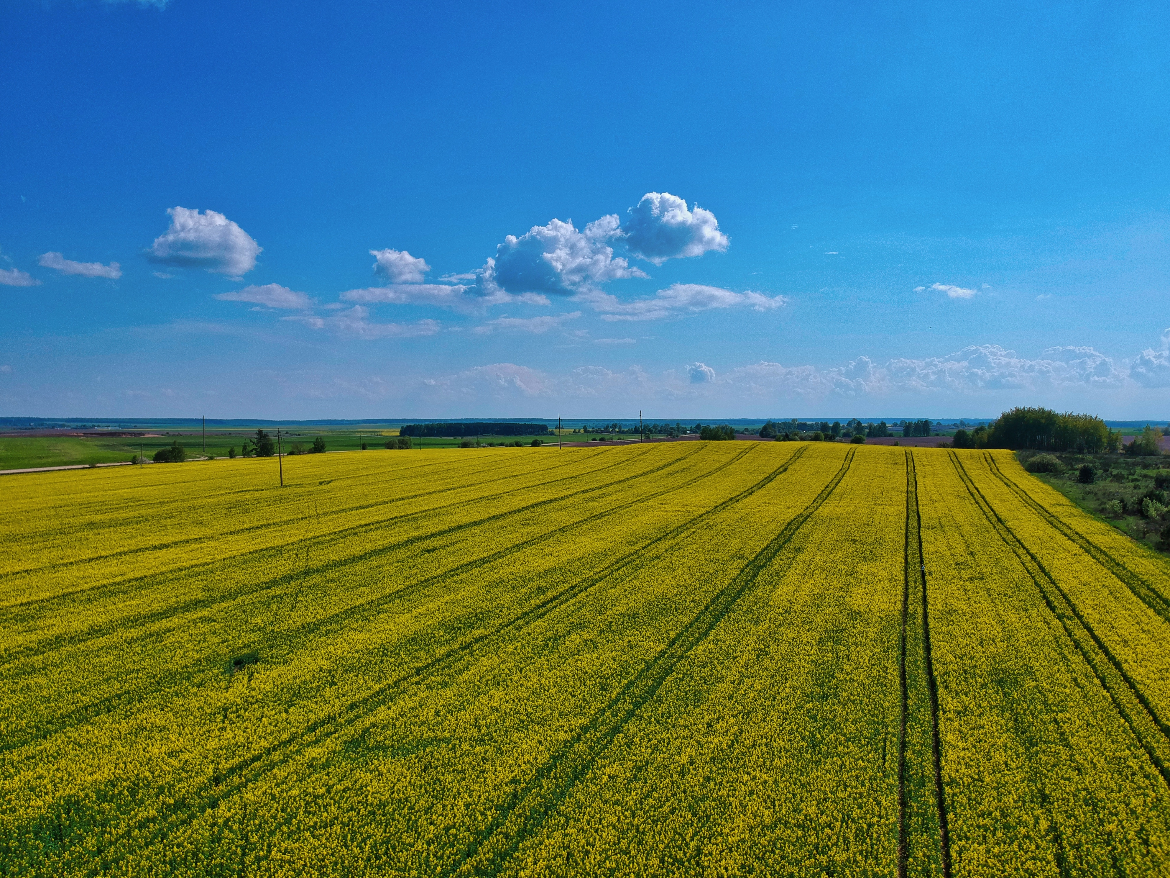 ujęcie z&nbsp;powietrza &ndash; ż&oacute;łte pole &ndash; dzień