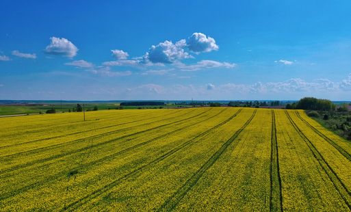 ujęcie z powietrza – żółte pole – dzień